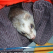 Photo de Furet