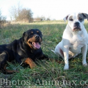 Photo de Races diffrentes