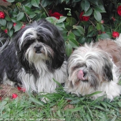 Photo de Shih tzu