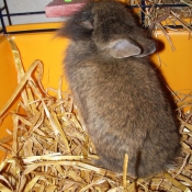 Photo de Lapin