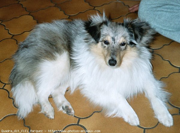 Photo de Chien de berger des shetland