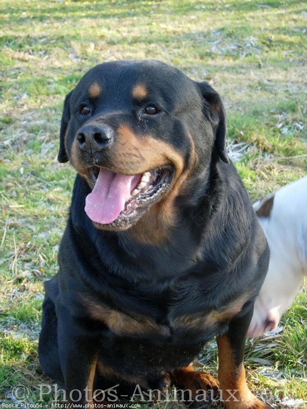 Photo de Rottweiler