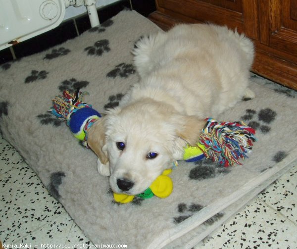 Photo de Golden retriever