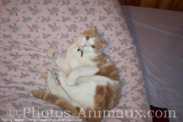 Photo de Scottish fold