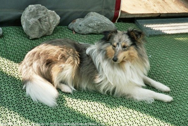 Photo de Chien de berger des shetland