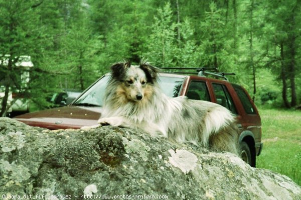 Photo de Chien de berger des shetland