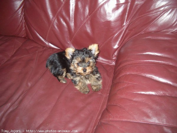 Photo de Yorkshire terrier