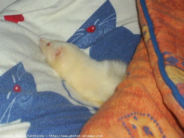 Photo de Furet