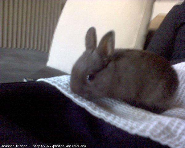 Photo de Lapin