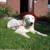 Photo de Chien de montagne des pyrnes