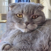 Photo de Scottish fold