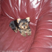 Photo de Yorkshire terrier