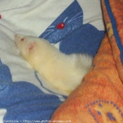 Photo de Furet