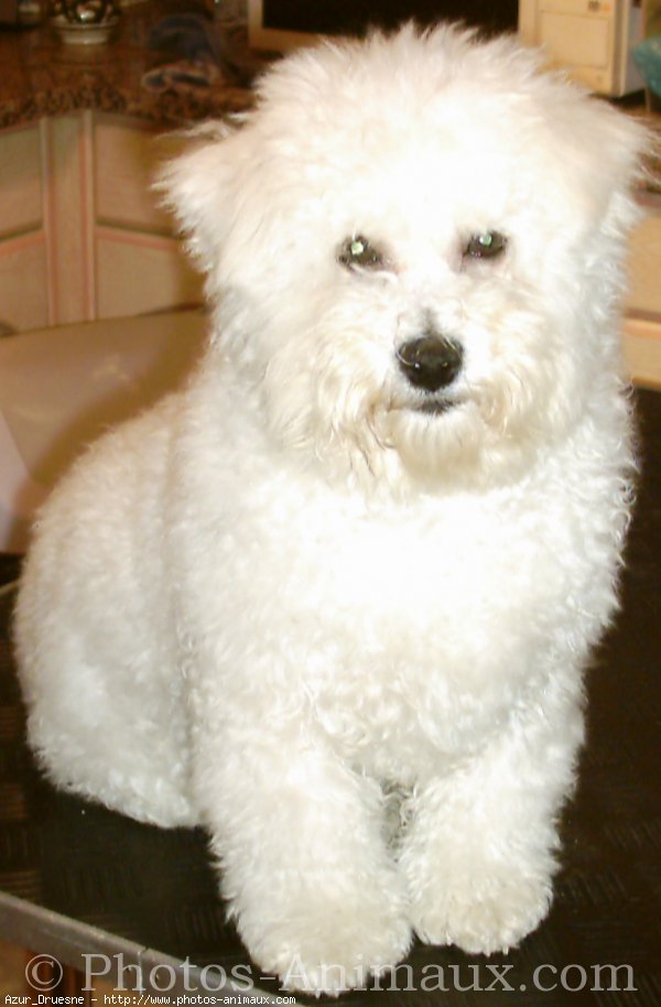 Photo de Bichon  poil fris