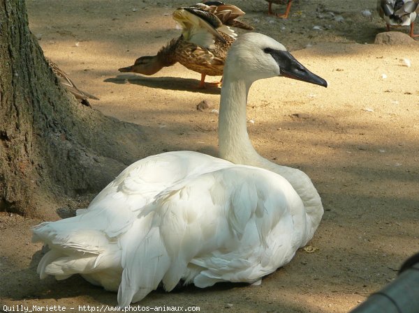 Photo de Cygne