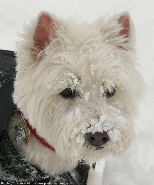 Photo de West highland white terrier