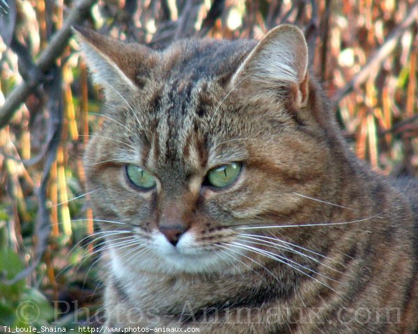 Photo de Chat domestique