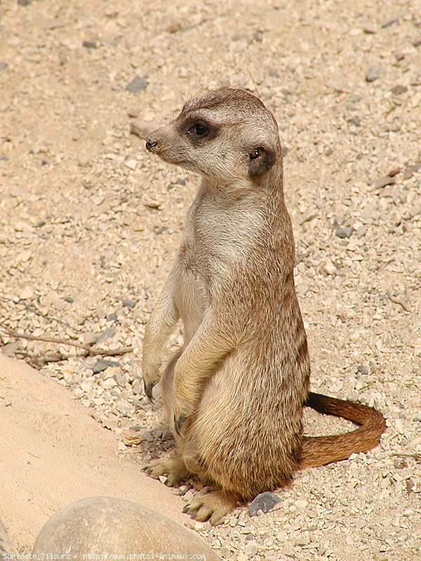 Photo de Suricate