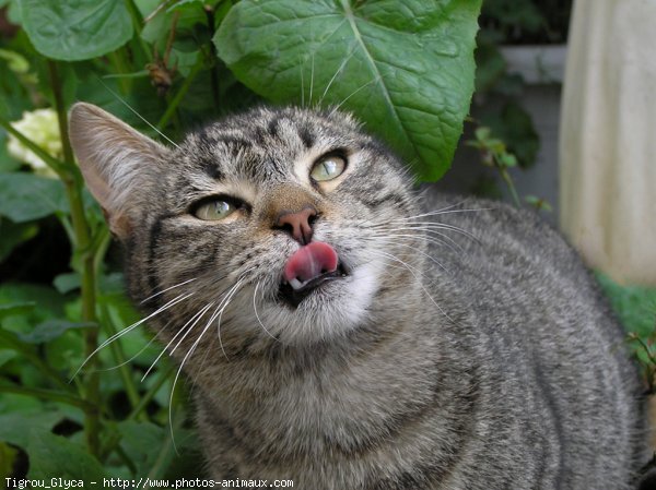 Photo de Chat domestique