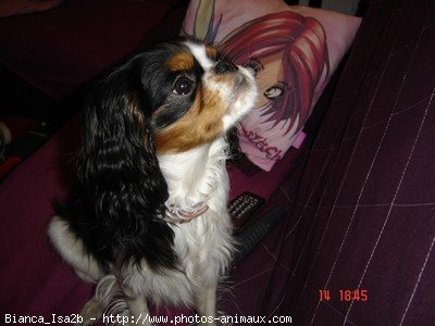 Photo de Cavalier king charles spaniel