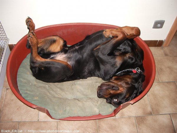 Photo de Rottweiler