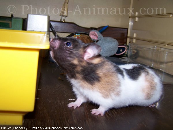 Photo de Hamster