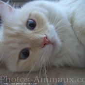 Photo de Ragdoll