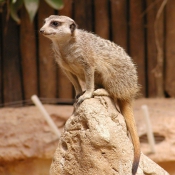 Photo de Suricate