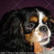 Photo de Cavalier king charles spaniel