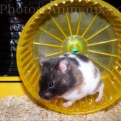 Photo de Hamster