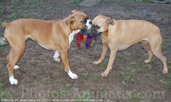 Photo de Boxer