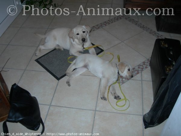 Photo de Labrador retriever