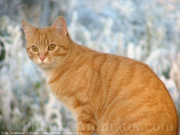 Photo de Chat domestique