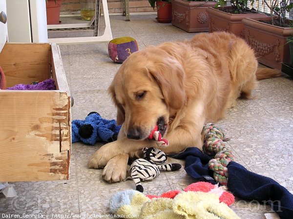 Photo de Golden retriever