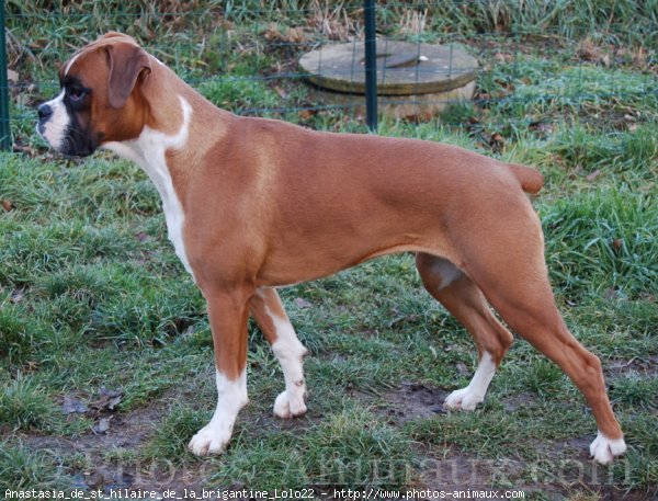 Photo de Boxer