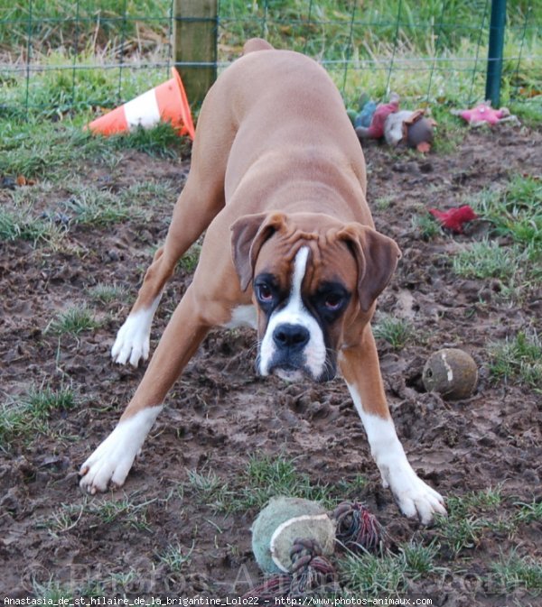 Photo de Boxer