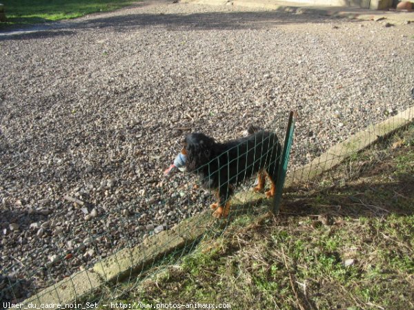 Photo de King charles spaniel