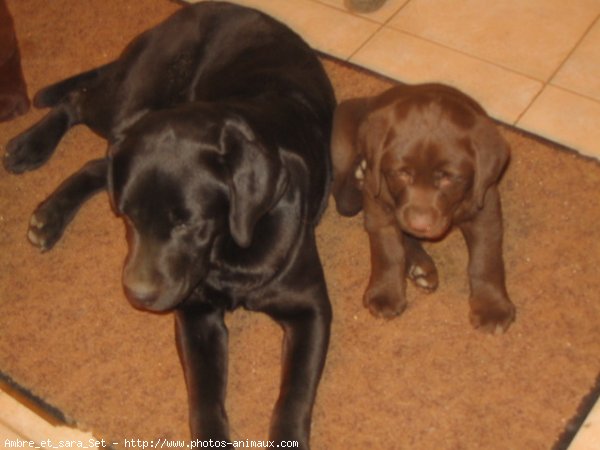 Photo de Labrador retriever