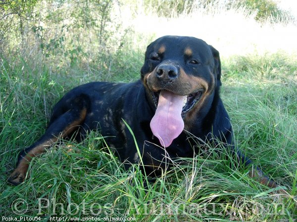 Photo de Rottweiler