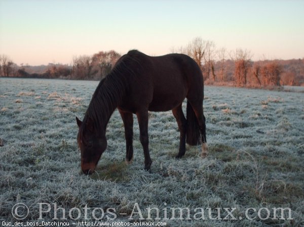 Photo de Trotteur franais