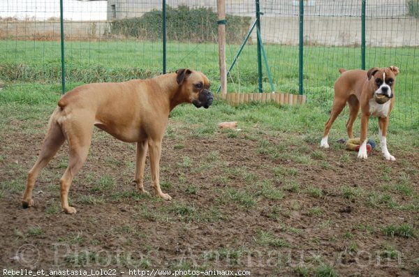 Photo de Boxer