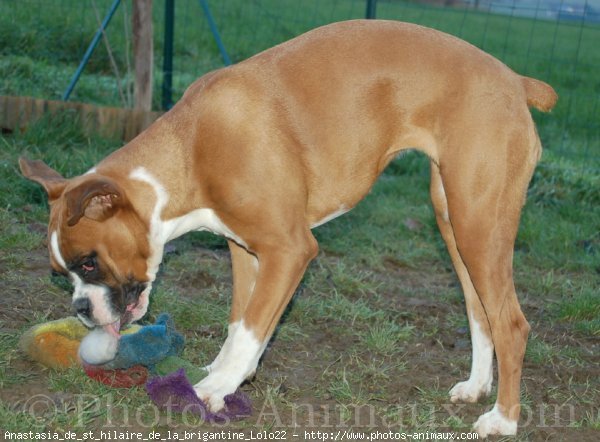 Photo de Boxer