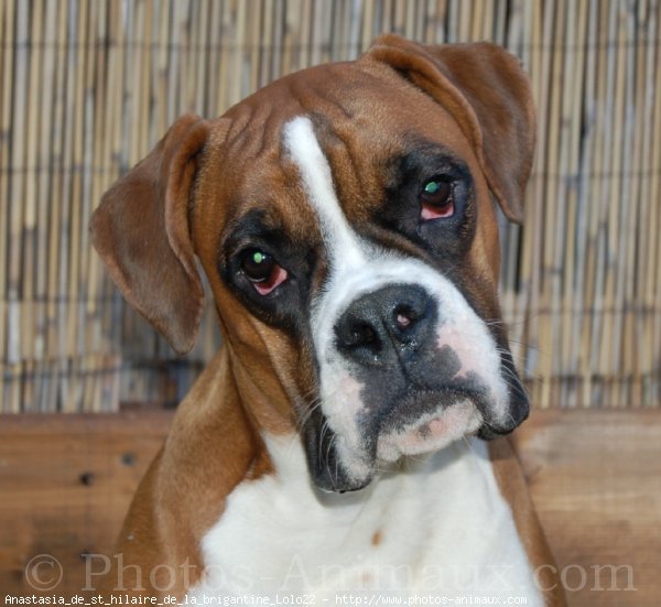 Photo de Boxer