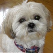 Photo de Shih tzu