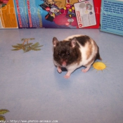 Photo de Hamster