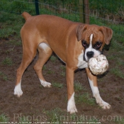 Photo de Boxer