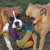 Photo de Boxer