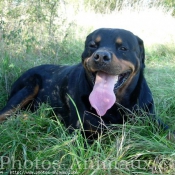 Photo de Rottweiler