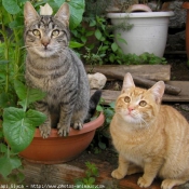 Photo de Chat domestique