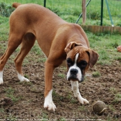 Photo de Boxer